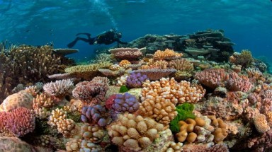  UNESCO ghi nhận nỗ lực bảo tồn rạn san hô lớn nhất thế giới của Australia