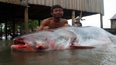  Lào xây thủy điện Don Sahong: Việt Nam sẽ thế nào?