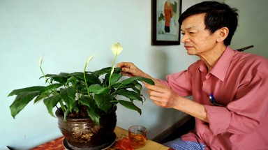  Cẩn trọng với cây cảnh trong nhà