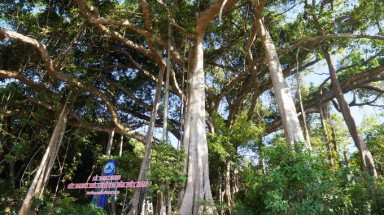  Đà Nẵng: Cây đa 800 năm tuổi thành cây di sản