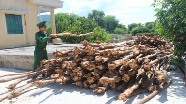 Khánh Hoà: Thương lái đổ xô mua cây dẹp