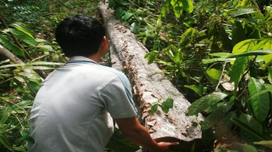  Quảng Nam: Tàn phá rừng ươi lấy hạt