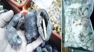   Giá con banh lông rớt thảm hại !
