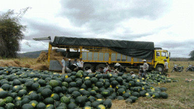  Gia Lai: Xuất hiện người Trung Quốc thuê đất trồng dưa hấu giống lạ 