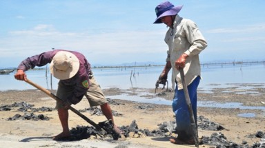  Cảnh giác: Thương lái Trung Quốc thu mua giun biển