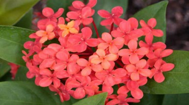  Mẫu đơn - Vị thuốc của quý bà