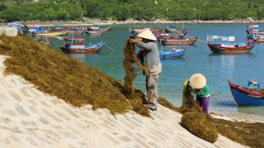  Khánh Hòa: giá rong mơ "xuống đáy” vì Trung Quốc ngừng mua