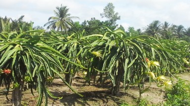   Lật tẩy chiêu thu gom bông thanh long