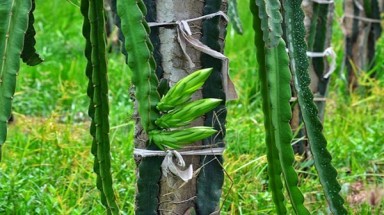   Sự thật đằng sau câu chuyện nông dân bán búp thanh long 