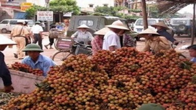   Quả vải Trung Quốc xâm nhập Việt Nam