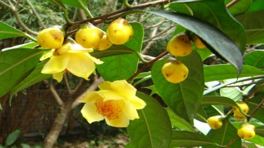  Cây chè hoa vàng có tác dụng gì?