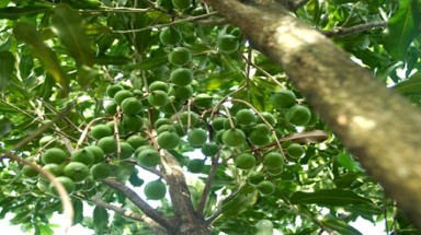   Trồng mắc ca để bán chủ yếu cho Trung Quốc?