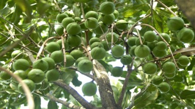  Bộ trưởng Cao Đức Phát khuyên nông dân thận trọng với  cây mắc ca