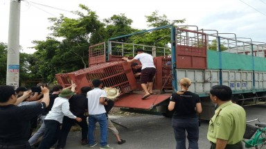 Bắt đầu chiến dịch cứu hộ 14 cá thể gấu Quảng Ninh về Trung tâm Cứu hộ Gấu Việt Nam