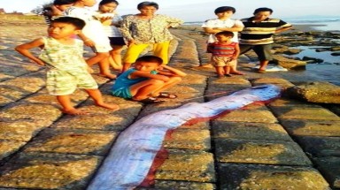 "Cá động đất" dài 3,5 m trôi dạt vào bờ biển Hà Tĩnh