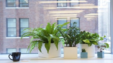  10 mẹo trồng cây tại văn phòng không thể bỏ qua
