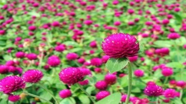   Thực hư cúc bách nhật chữa tiểu đường và bệnh gout