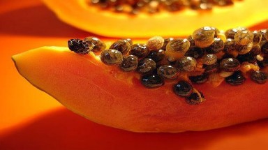  Vì sao đu đủ được gọi là  "chúa tể" của các loại quả?
