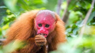 Những động vật kỳ dị khắp hành tinh