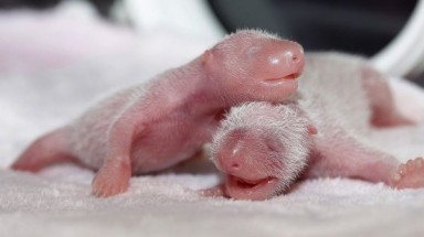   Cặp Gấu trúc Panda ra đời bằng phương pháp thụ tinh nhân tạo