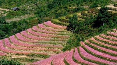  Hà Giang sẽ tổ chức lễ hội hoa tam giác mạch