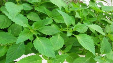   Lợi ích tuyệt vời của rau kinh giới