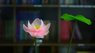   ​Hồn Sen trong văn hóa người Việt