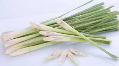  Công dụng tuyệt vời của tinh dầu sả