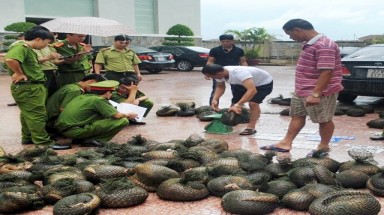 Việt Nam đẩy mạnh những nỗ lực trong phòng chống tội phạm vi phạm luật bảo vệ loài hoang dã