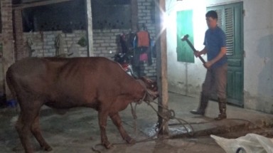  Hành xử tệ với gia súc!