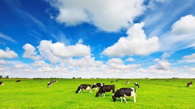  Vinamilk lần đầu tiên giới thiệu Sữa tươi organic chuẩn USDA tại Việt Nam