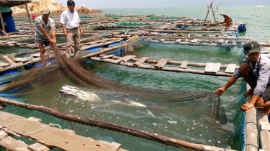  Bình Thuận: Hơn 10 tấn cá bớp ở biển Kê Gà chết đột ngột