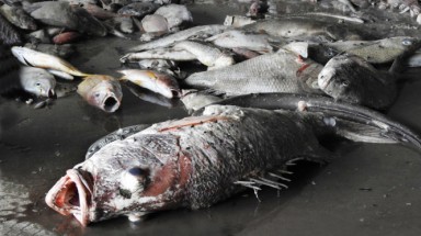 Đã tìm ra nguyên nhân cá chết nhưng chưa công bố vì đang phản biện