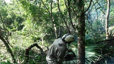  Phú Yên: Dự án nuôi bò "nuốt" 870 ha rừng