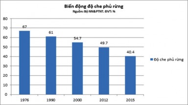  Những phát biểu ấn tượng về thực trạng phá rừng