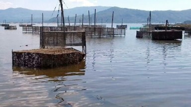  Tôm hùm chết hàng loạt ở Phú Yên