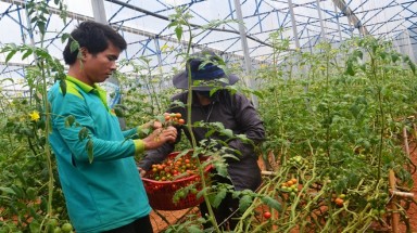  Trồng 1 sào cà chua sạch kiếm 100 triệu đồng mỗi tháng