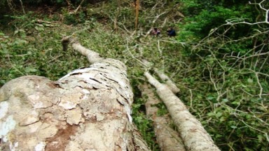  Bắc Kạn: Lâm tặc ngang nhiên phá rừng phòng hộ