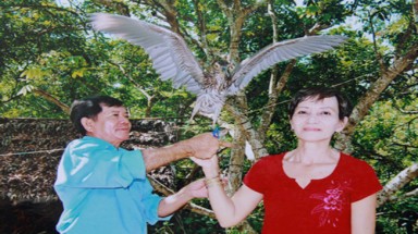  Hàng ngàn con vạc trú ngụ trong vườn nhãn