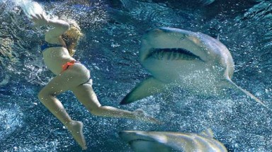  Úc chế đồ bơi "tàng hình" trước mũi cá mập
