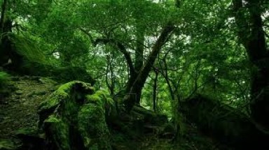  Vì sao phải trồng cây gây rừng, phải bảo vệ rừng?
