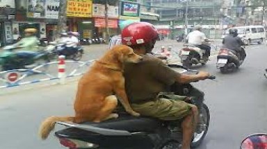 Con chó và mạng người