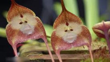  6 loài hoa có hình dáng giống động vật