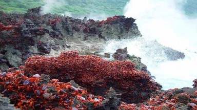  Thiên đường cua đỏ độc nhất trên thế giới