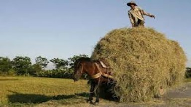  Sinh khối là gì?