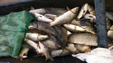  Nhân rộng mô hình nuôi cá theo hướng VietGap