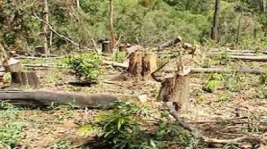  Đăk Nông: Xử lý nhiều vụ vi phạm về quản lý, bảo vệ rừng 