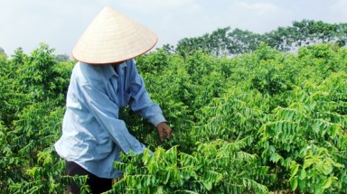  “Tắm” thuốc trừ sâu cho rau ngót