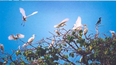  Vườn chim Cà Mau trước nguy cơ không còn chim