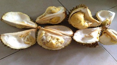     Sầu riêng, mít Thái ủ chín bằng thuốc độc